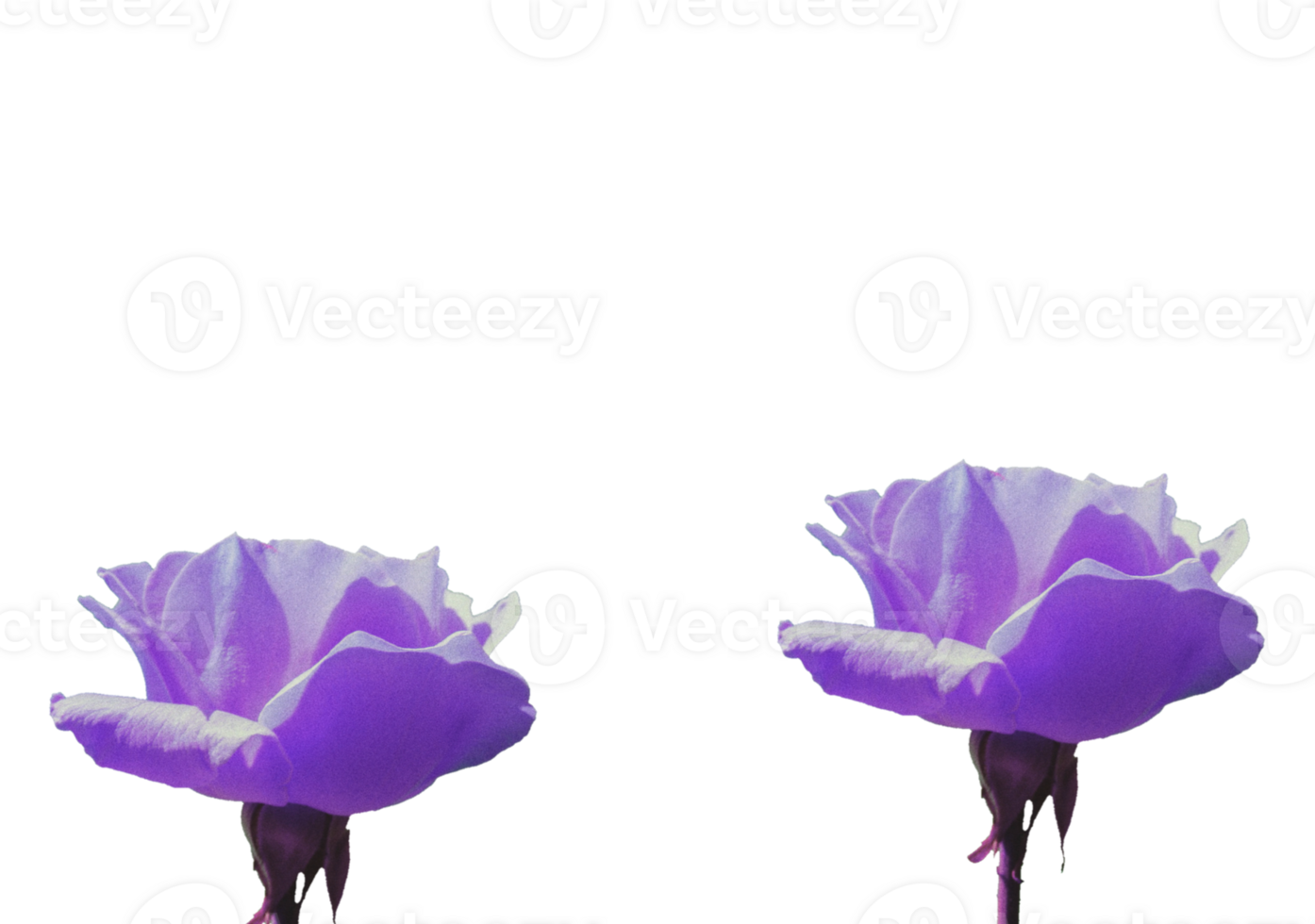 flower png download in hd
