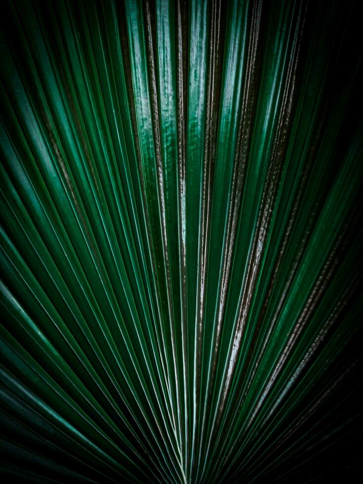 pattern background  dark green palm leaf vintage style backdrop background design template wallpaper photo