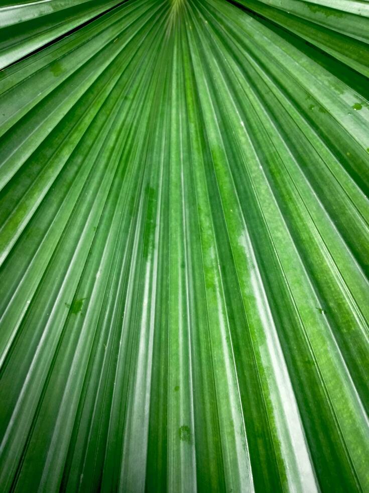 Green palm leaf pattern  natural bright  backdrop background design template wallpaper photo