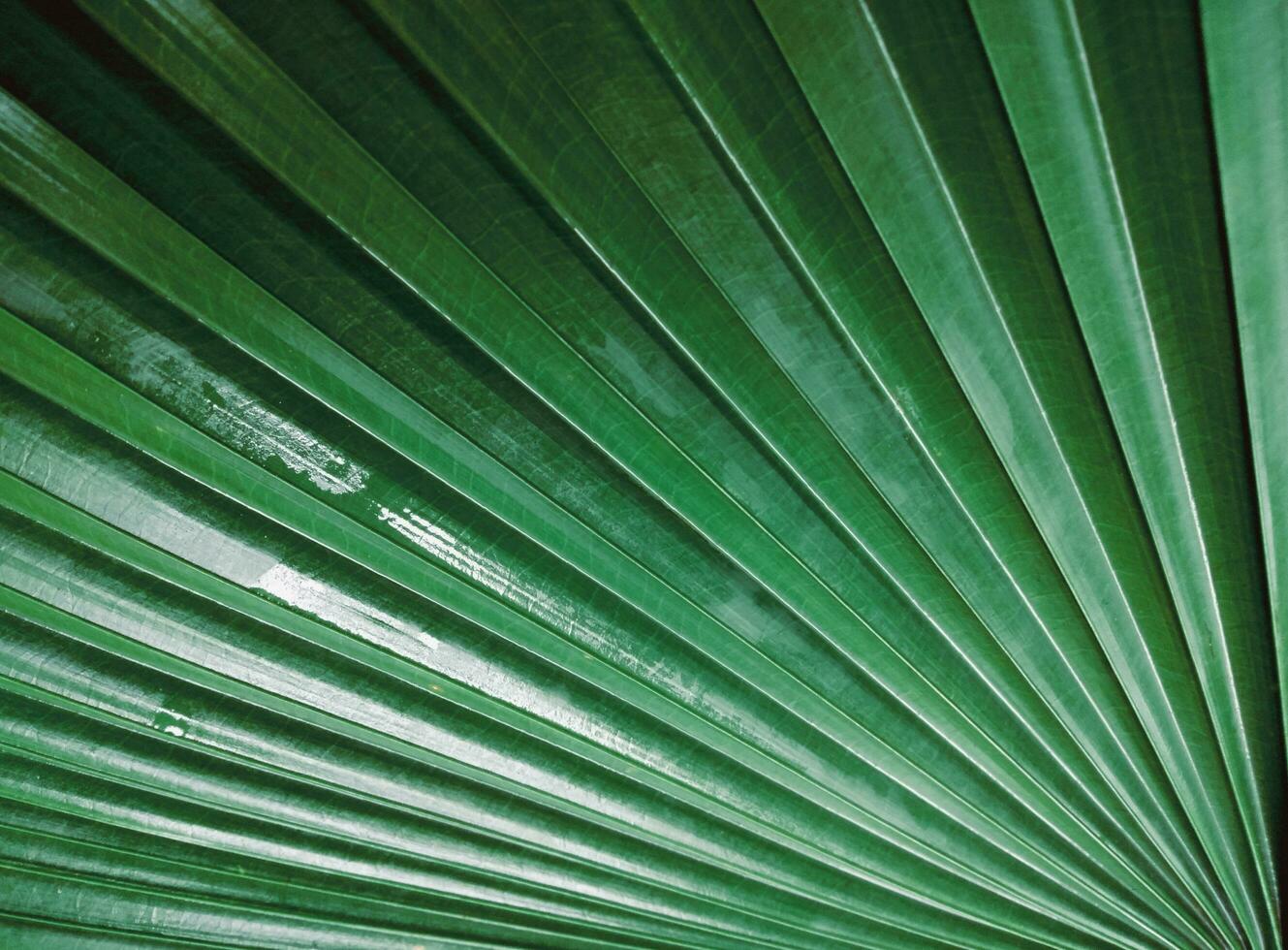 Green palm leaf pattern  natural bright  backdrop background design template wallpaper photo