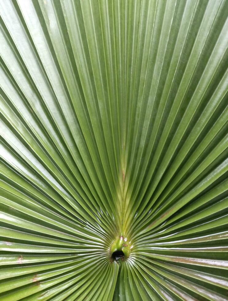 Green palm leaf pattern  natural bright  backdrop background design template wallpaper photo