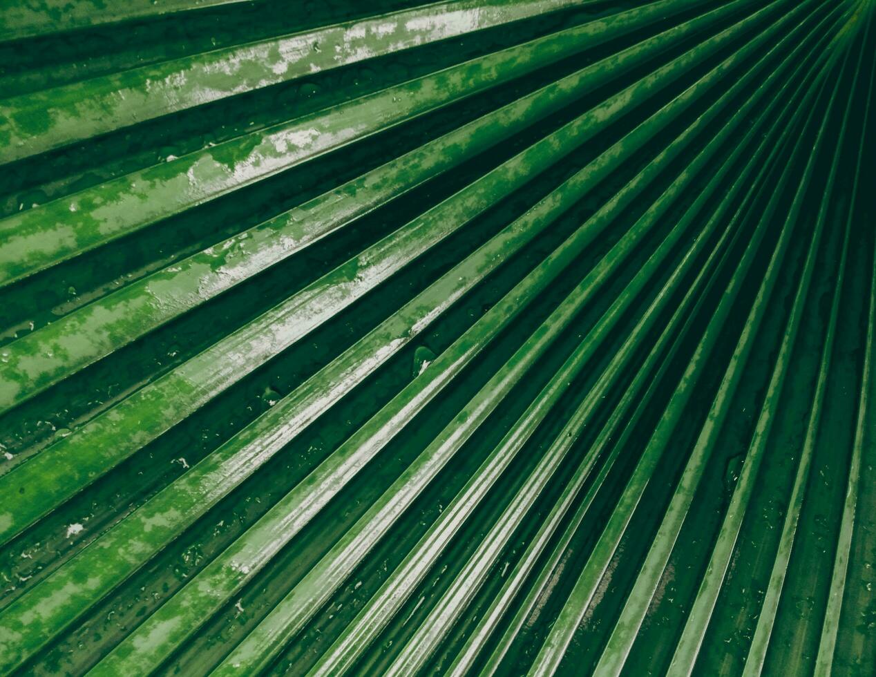 Green palm leaf pattern with water droplets  natural bright  backdrop background design template wallpaper photo