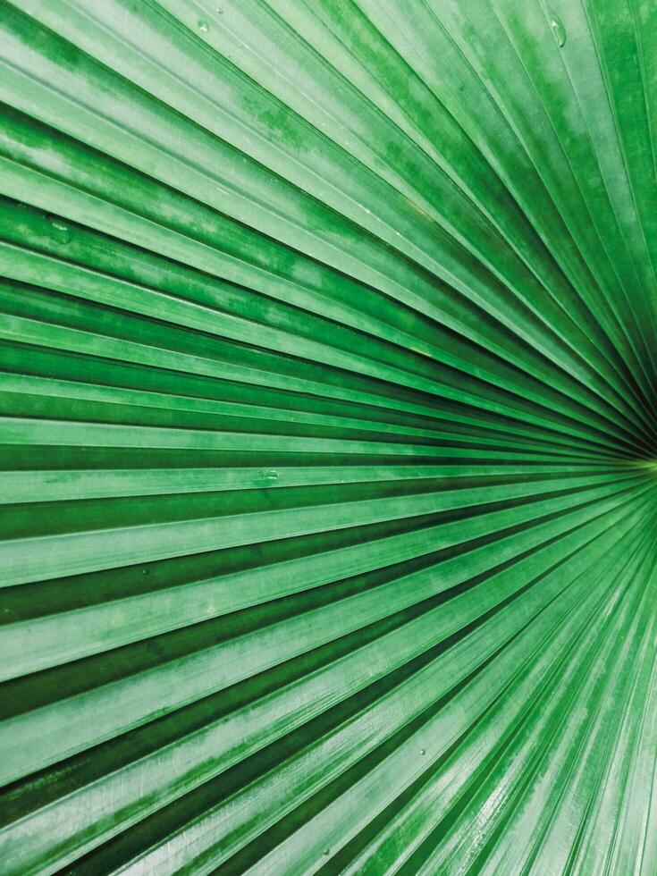 Green palm leaf pattern with water droplets  natural bright  backdrop background design template wallpaper photo