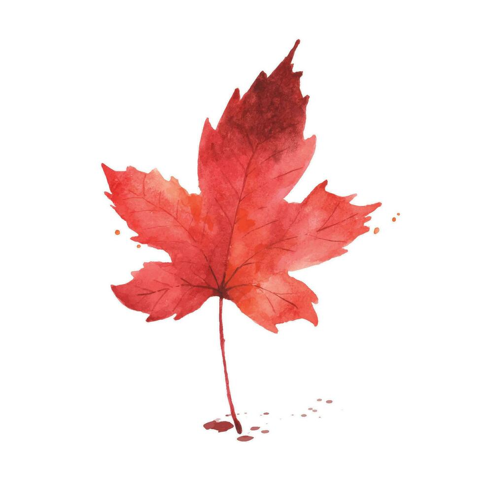 Watercolor red maple leaf vector