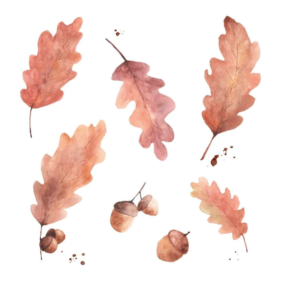 Watercolor autumn brown oak leaves and acorns set vector