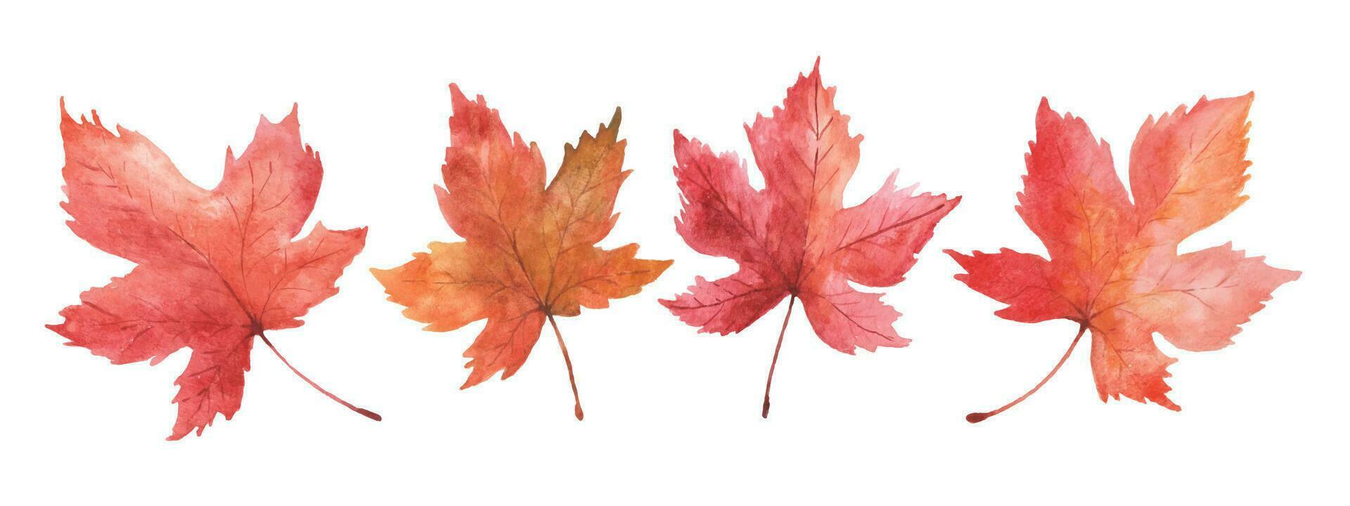 Set of watercolor autumn maple leaves vector