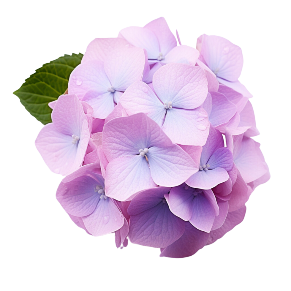 AI Generated bouquet hyena flower png