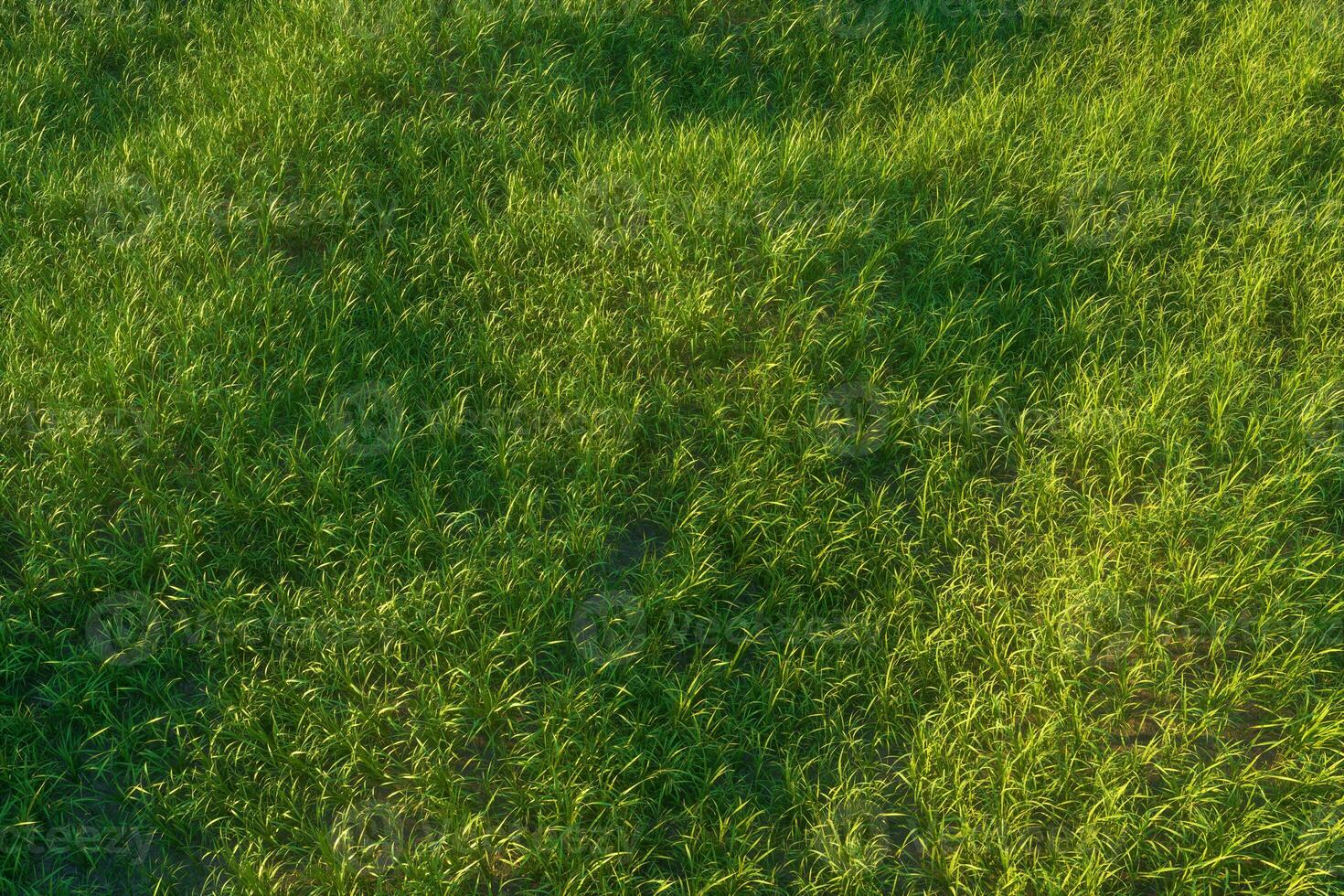 Green grass and bright field,natural scenery,3d rendering. photo