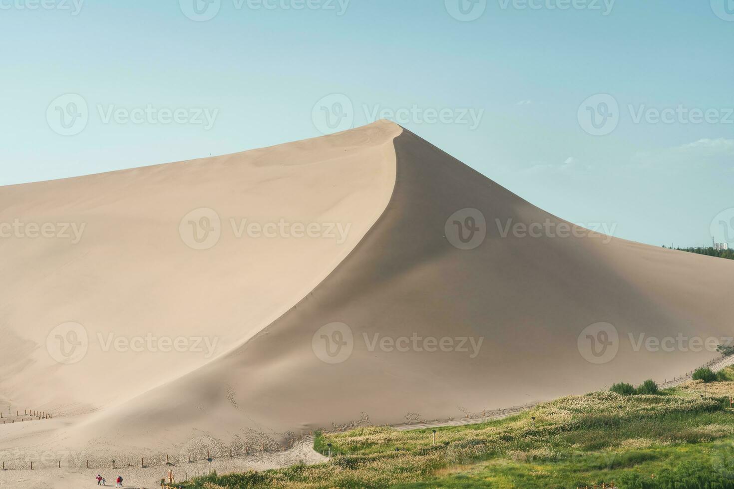 Green reeds around the desert. photo