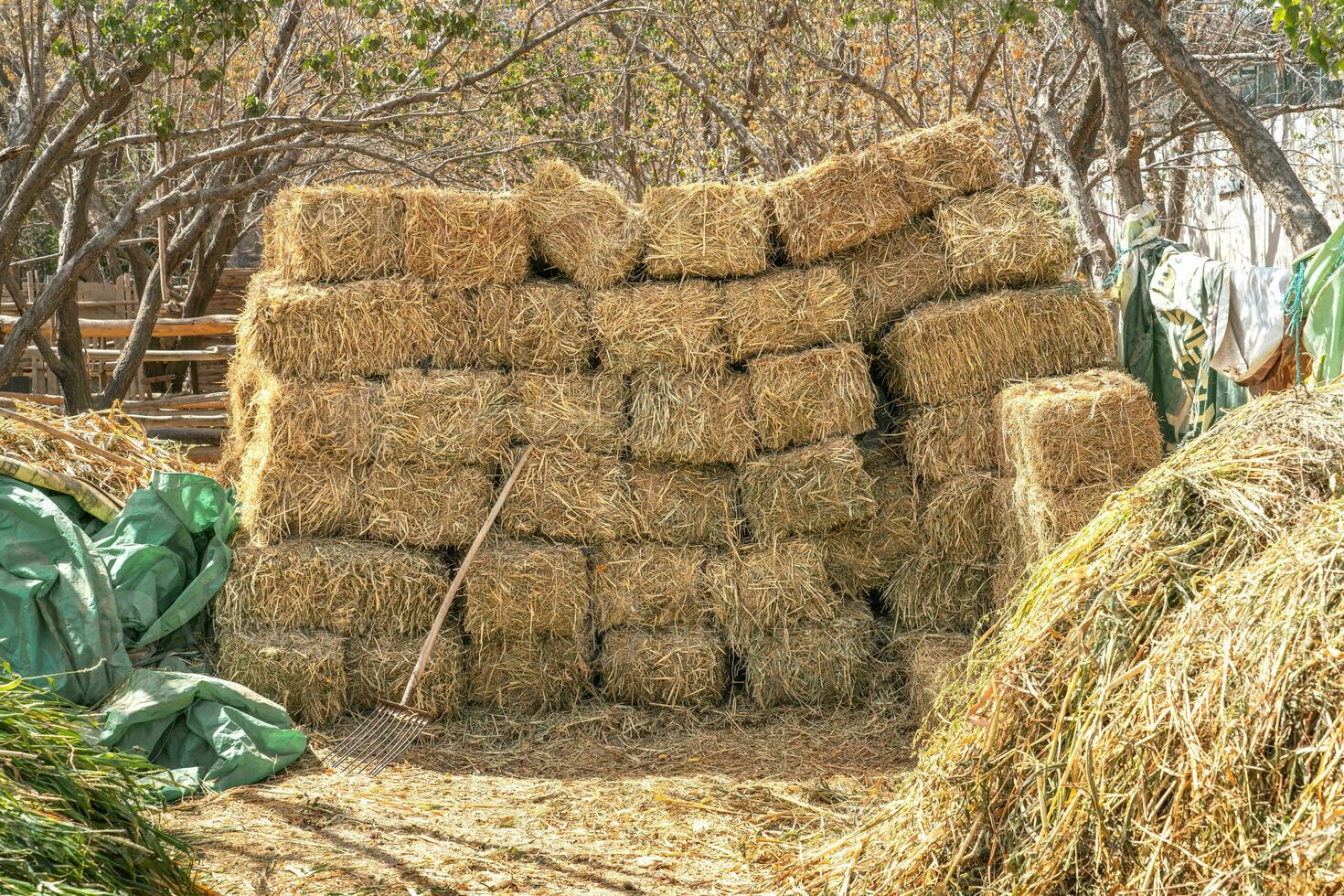 Hay stack, dry hay is piled up in the farmland. photo