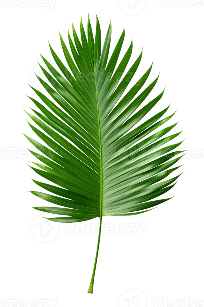 Beautiful and photorealistic palm leaf on transparent background. Close-up view. Part of plant. Cut out graphic design element as PNG. Generative AI. png