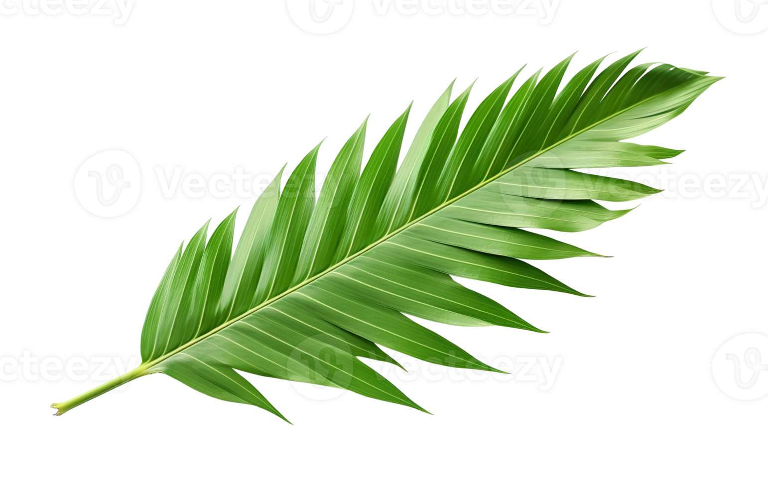 Beautiful and photorealistic palm leaf on transparent background. Close-up view. Part of plant. Cut out graphic design element as PNG. Generative AI. png