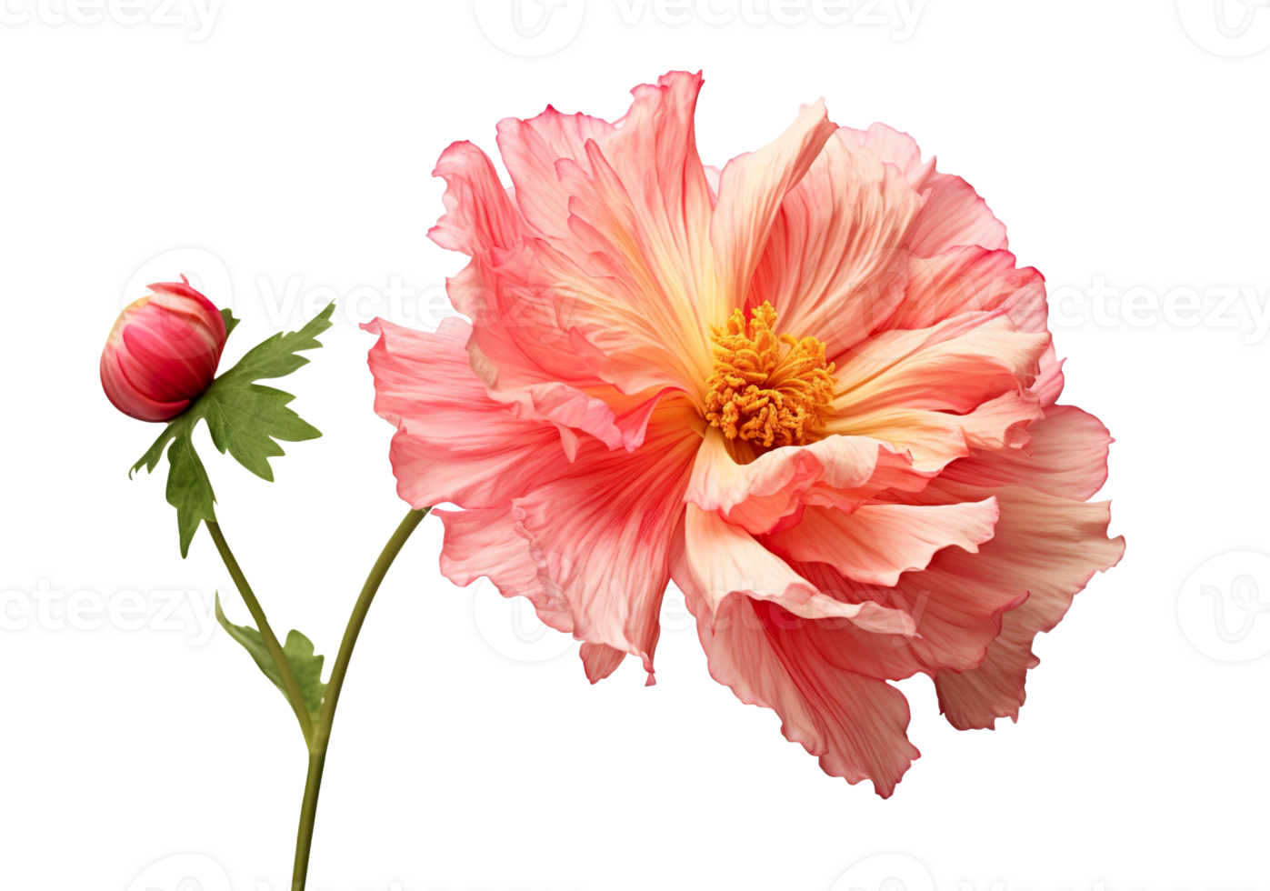Beautiful and photorealistic, pink flower blossom on transparent background. Bloom, plant. PNG. Close-up view. Cut out element. Generative AI. png