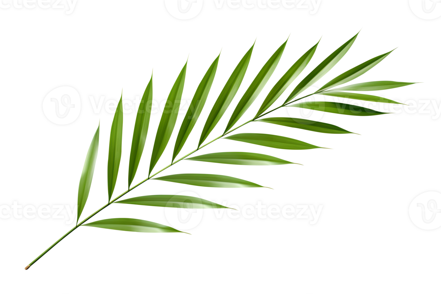 Beautiful and photorealistic palm leaf on transparent background. Close-up view. Part of plant. Cut out graphic design element as PNG. Generative AI. png