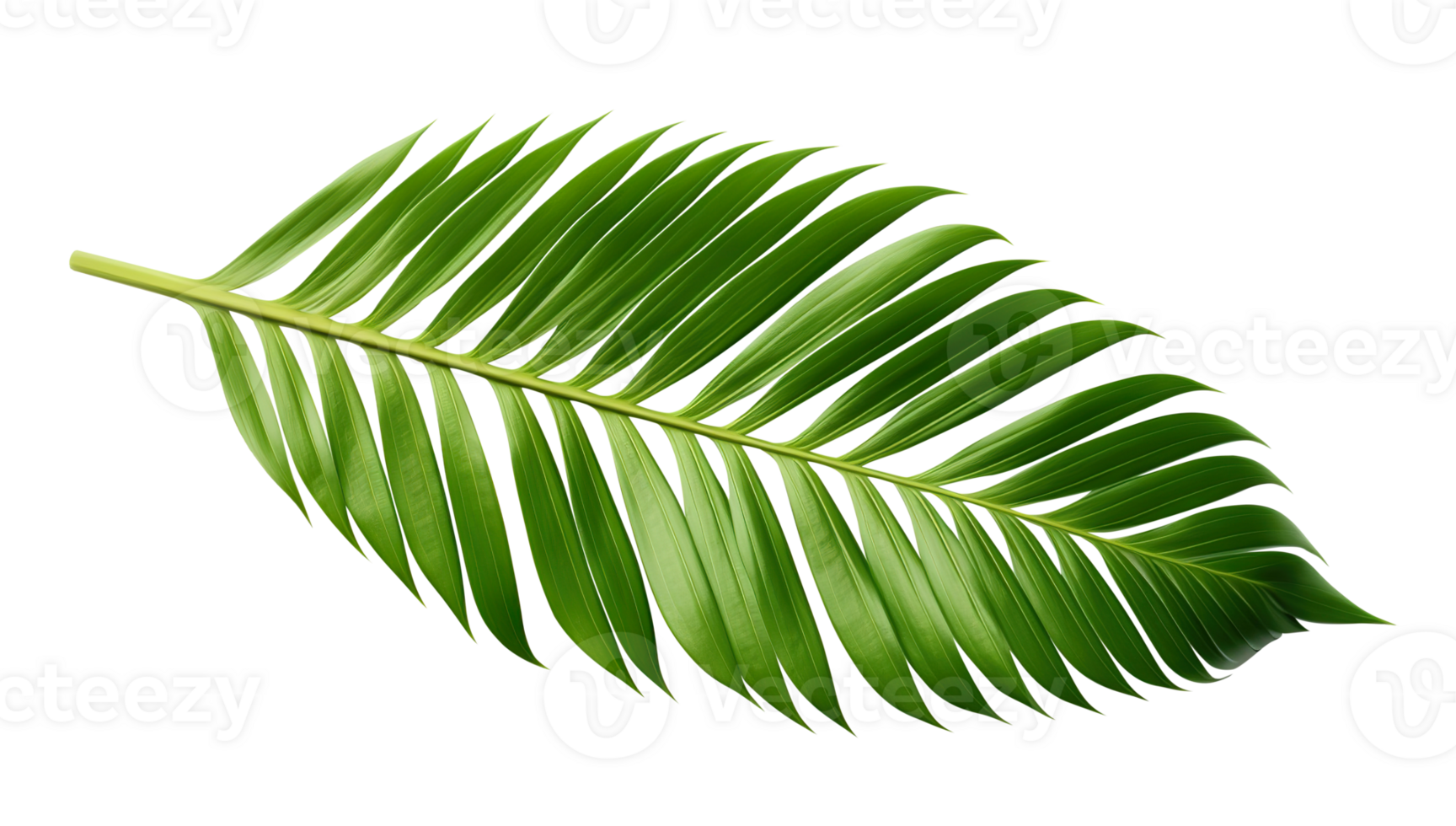 Beautiful and photorealistic palm leaf on transparent background. Close-up view. Part of plant. Cut out graphic design element as PNG. Generative AI. png