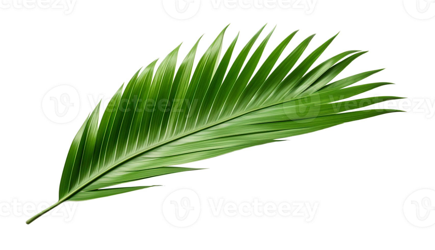 Beautiful and photorealistic palm leaf on transparent background. Close-up view. Part of plant. Cut out graphic design element as PNG. Generative AI. png