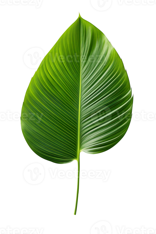 Beautiful and photorealistic leaf on transparent background. Close-up view. Part of plant. Cut out graphic design element as PNG. Generative AI. png