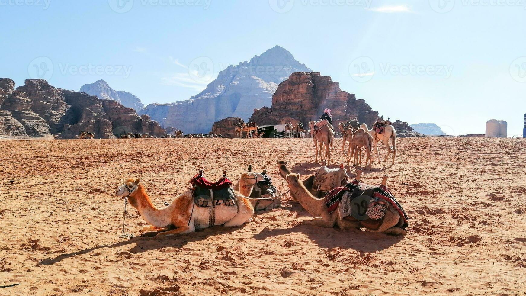 With camel caravan through the deserts of Wadi Rum, Jordan photo