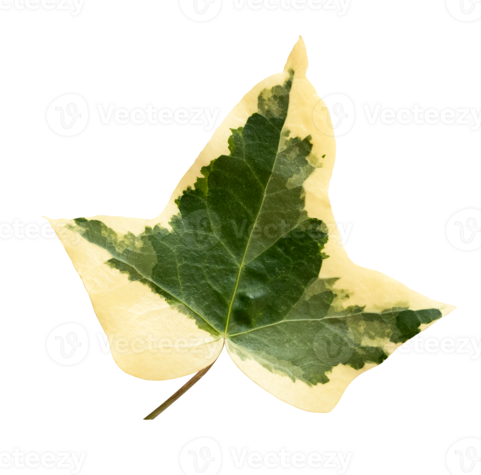Isolated Green and Yellow leaf, English Goldchild ivy or Hedera Helix, Ivy is the Year by the American Ivy Society. png