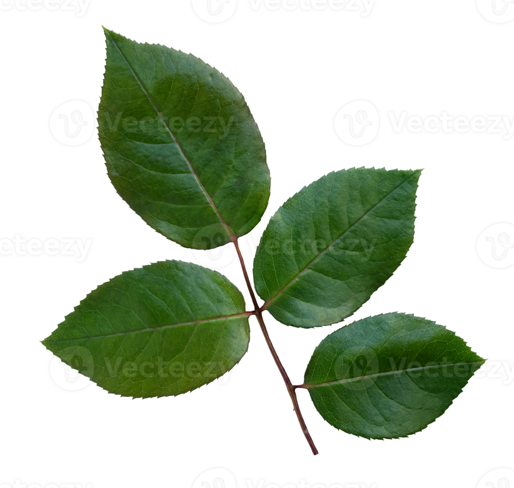 Rose leaf isolated, Cutout twig with green leaves,Nature element for banner or card decoration png