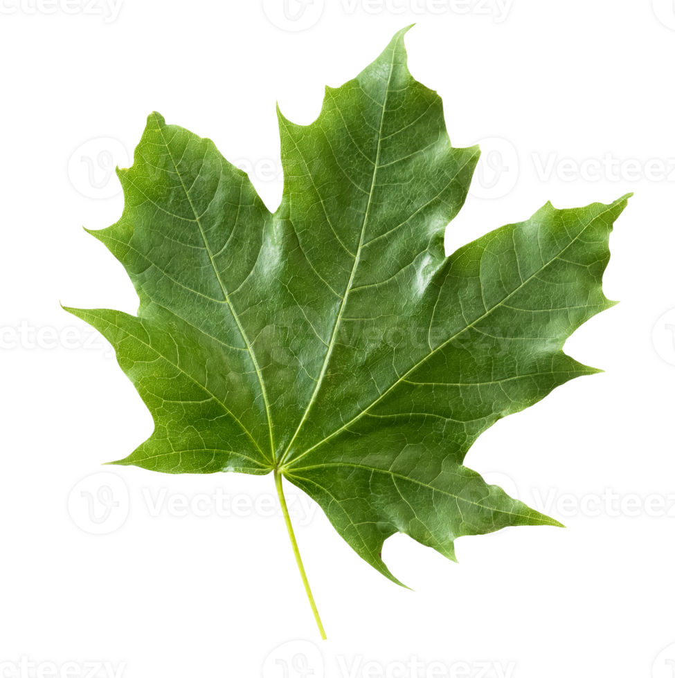 Green Maple Leaf Isolated,Element for Spring and Summer seasonal themed nature concept,Can use for Icon of Autumn or fall Season png
