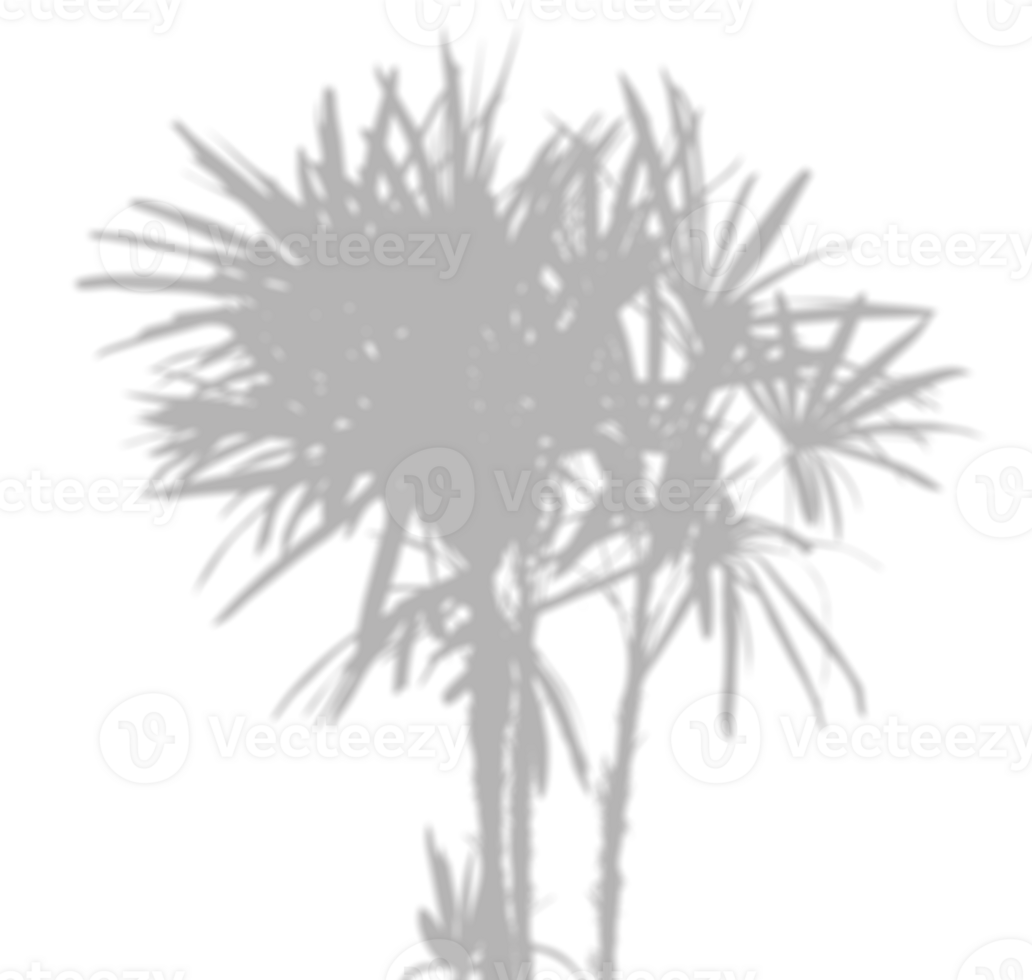 Shadow Tropical Palm Tree,Isolated Shadows of branches palm with leaves silhouette png