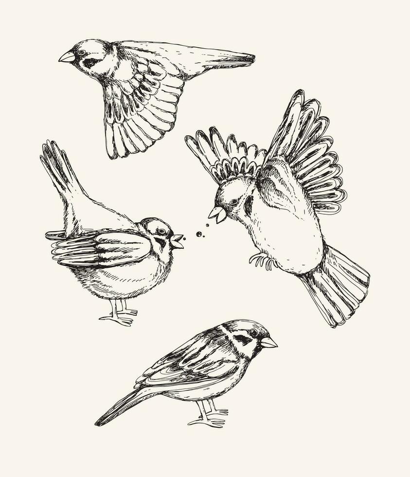 Set with different flying and sitting sparrow. Hand drawn vector illustration.