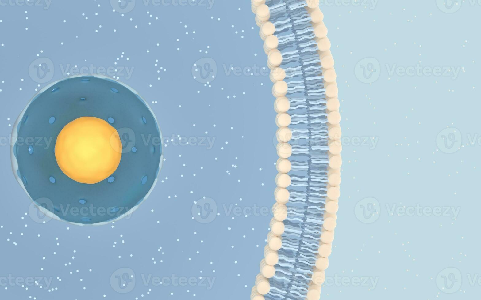 Internal structure of an animal cell, 3d rendering. Section view. photo