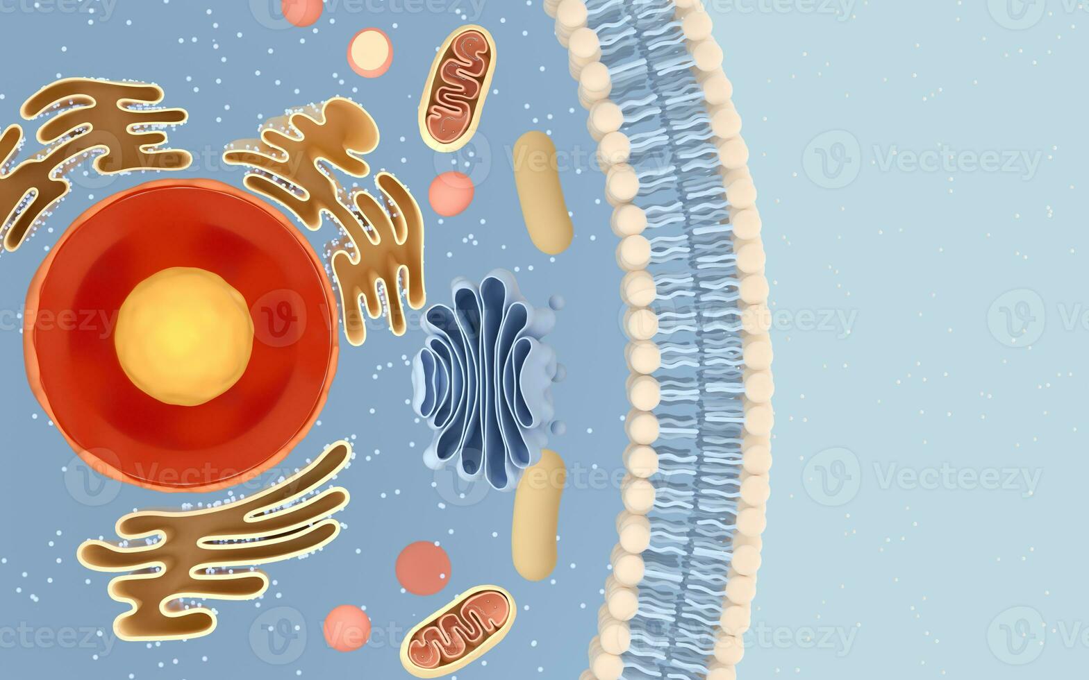 Internal structure of an animal cell, 3d rendering. Section view. photo