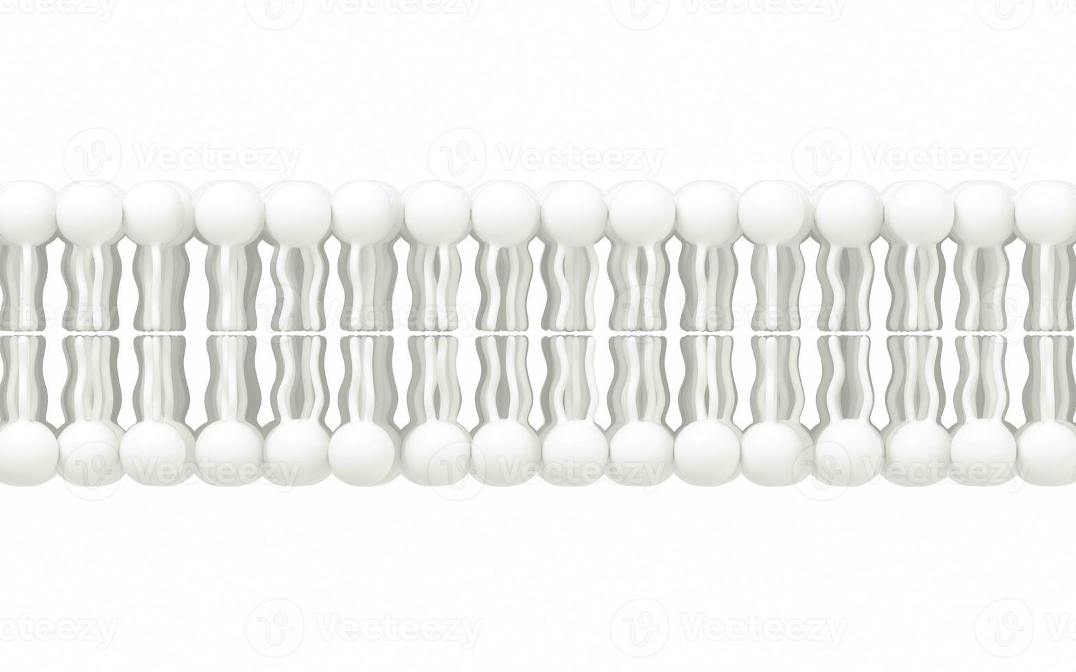 Cell membrane with white background, 3d rendering. photo