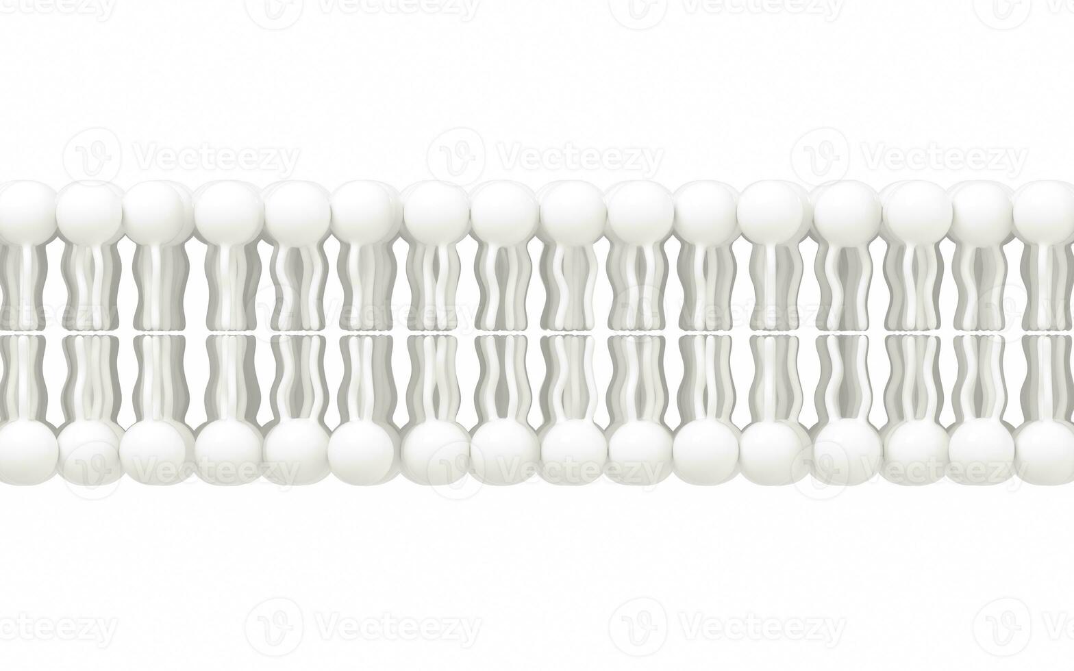 Cell membrane with white background, 3d rendering. photo