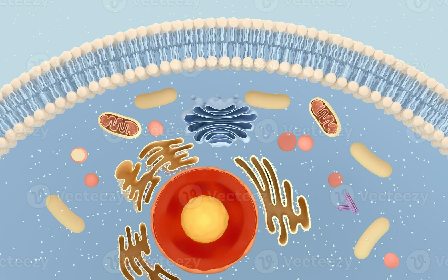 Internal structure of an animal cell, 3d rendering. Section view. photo