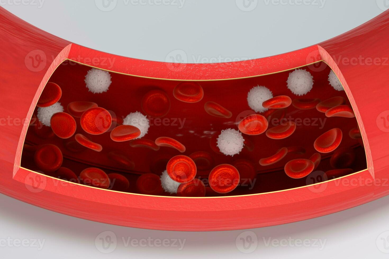 Red and white blood cells in the blood vessel, 3d rendering. photo