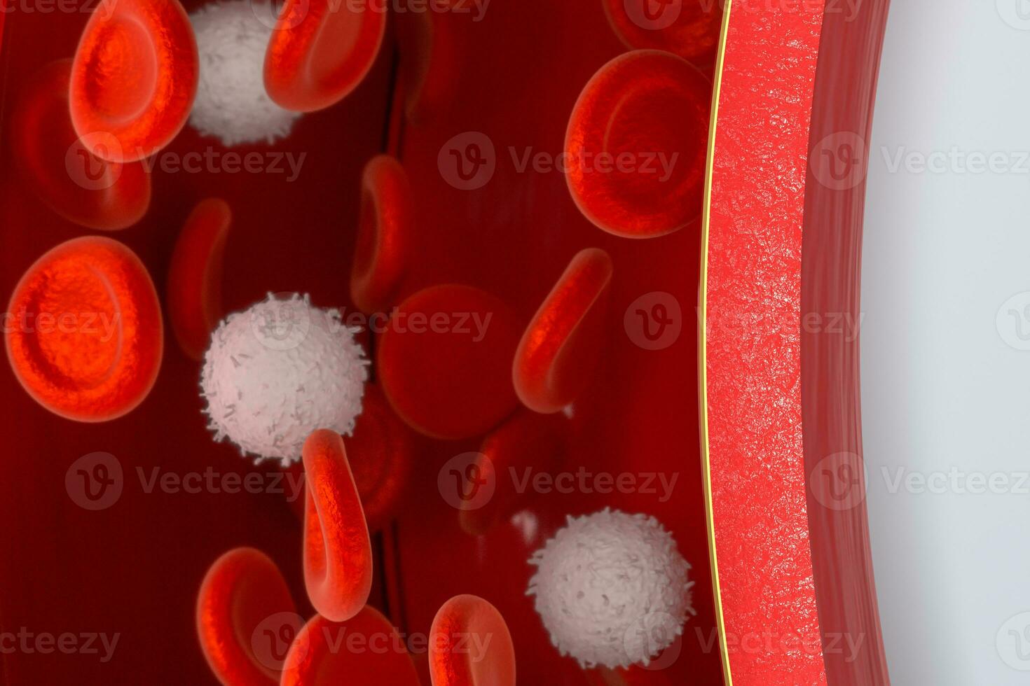 Red and white blood cells in the blood vessel, 3d rendering. photo