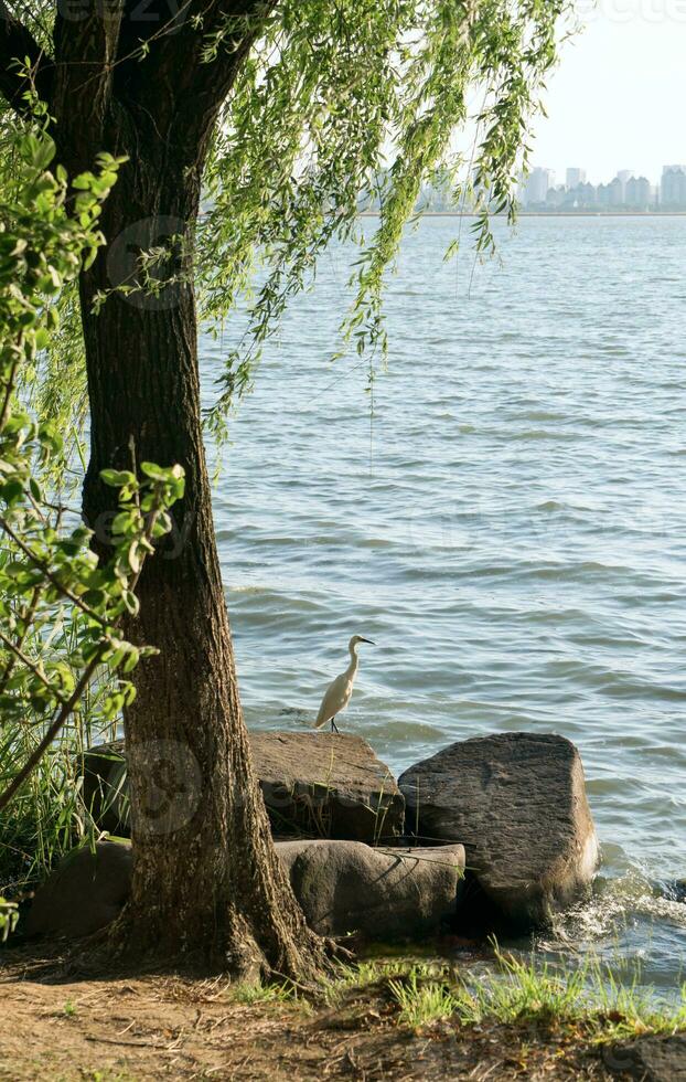 Willow and the bird on the side of the lake. photo