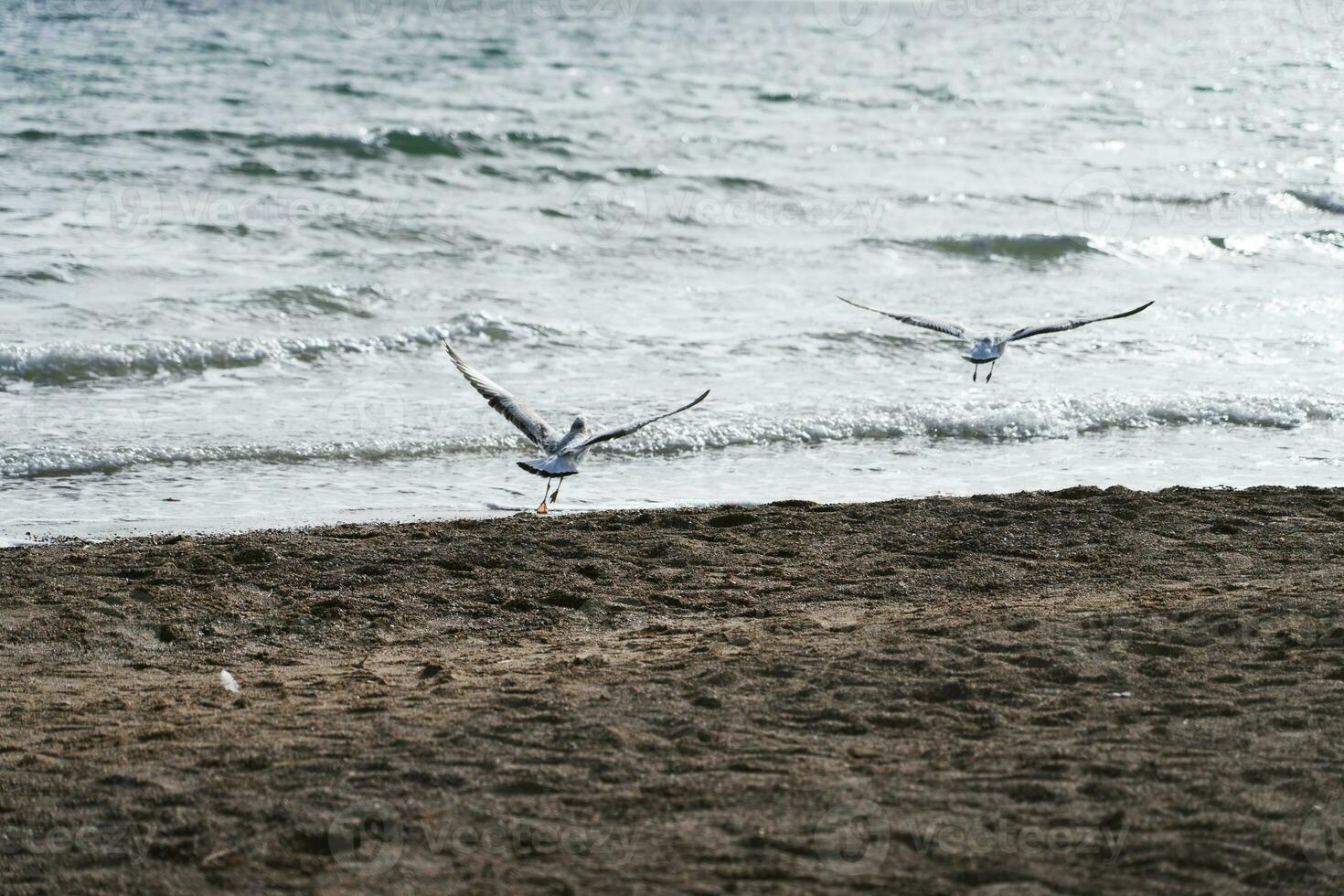 Sea birds fly together along the lakeside. photo