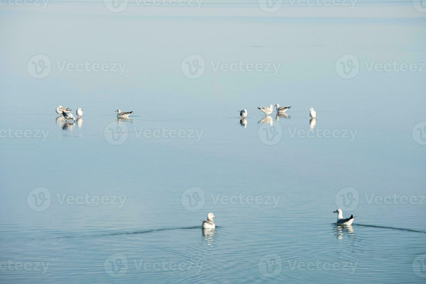 Birds in the clean lake, natural scenery. photo