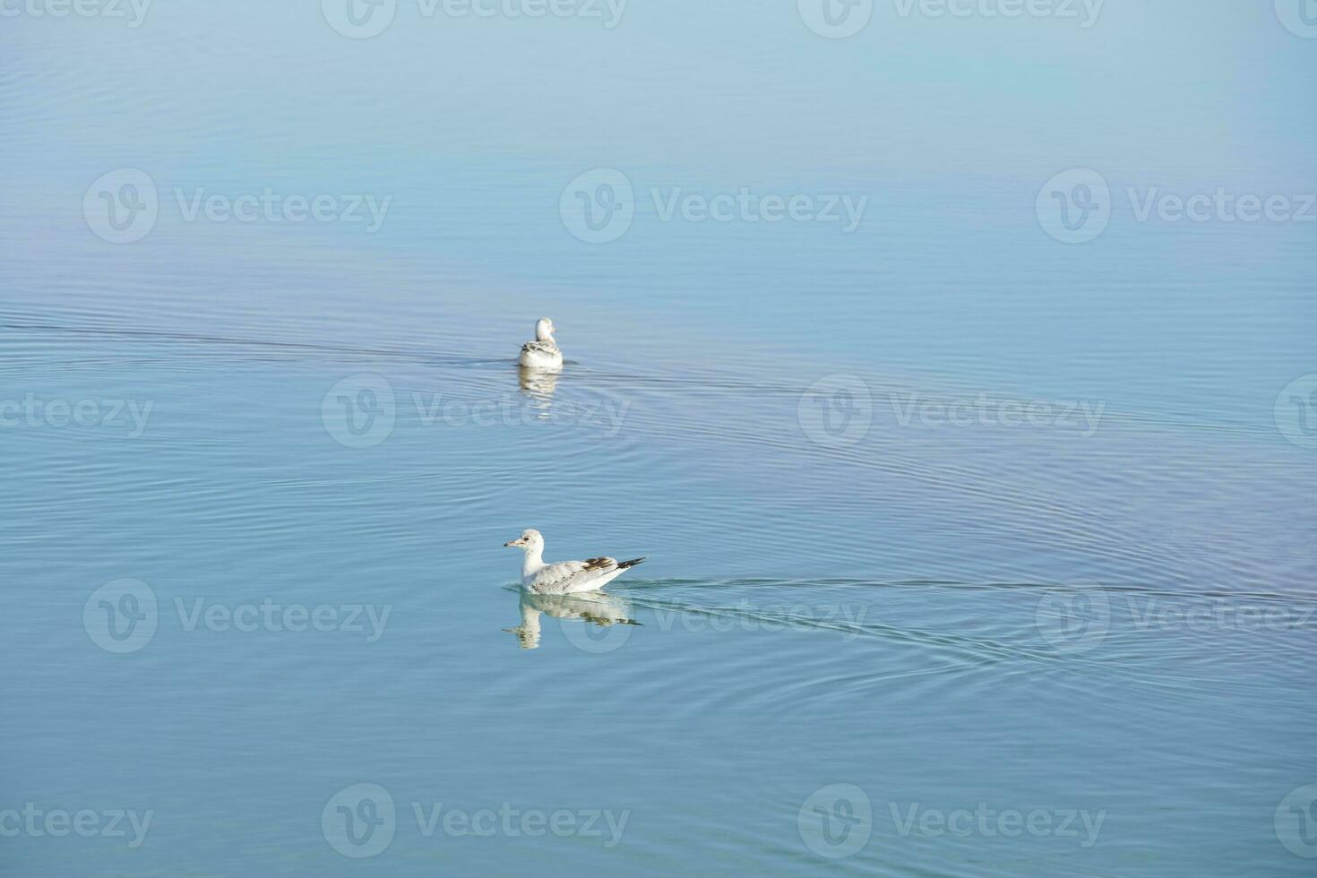 Birds in the clean lake, natural scenery. photo