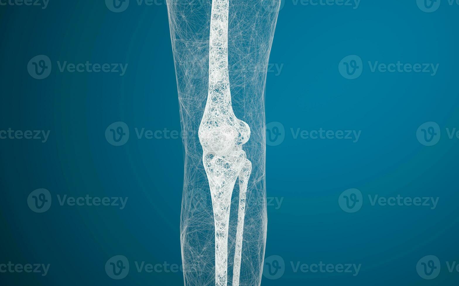 Leg bones and knees, 3d rendering. photo