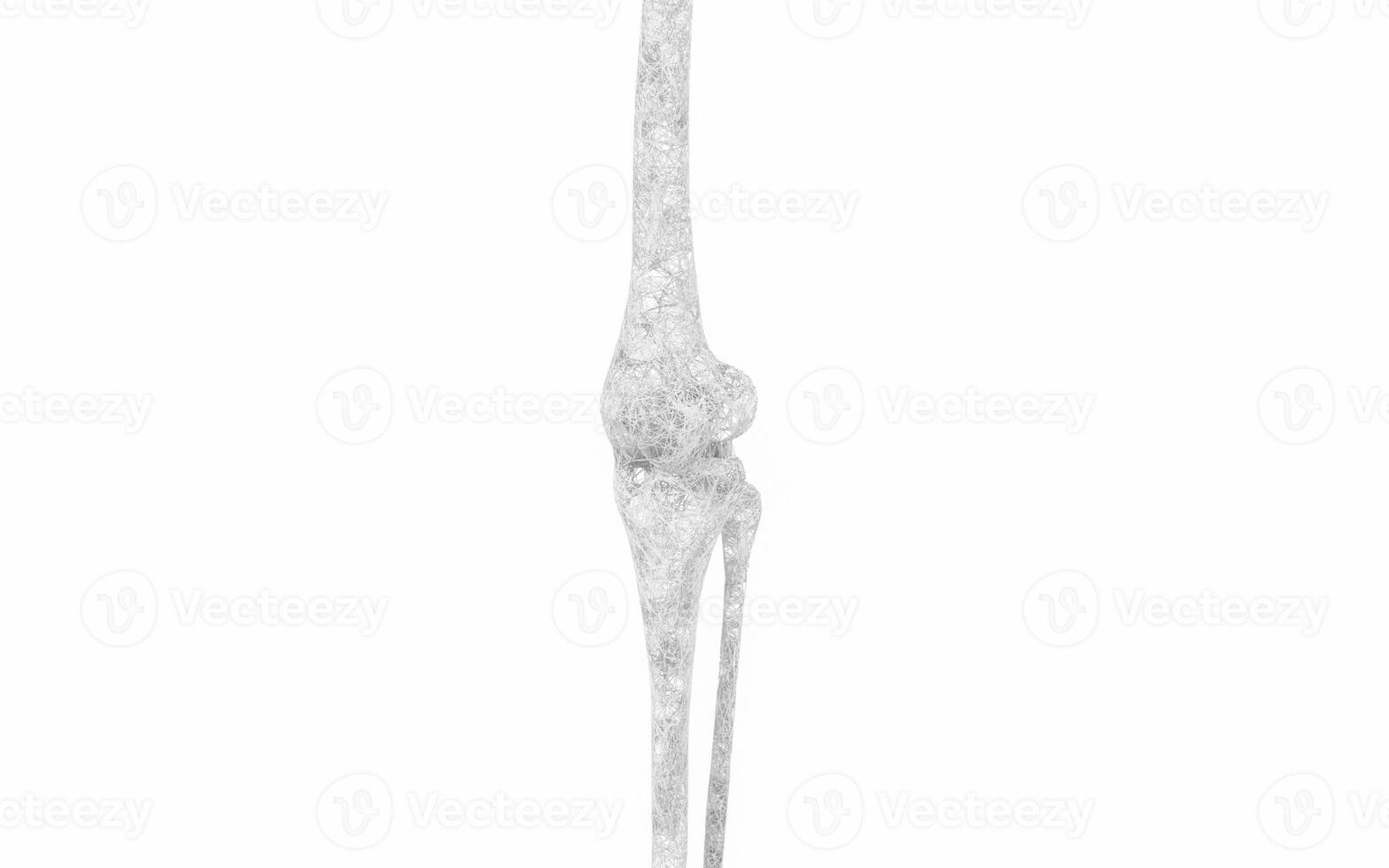 Leg bones and knees, 3d rendering. photo