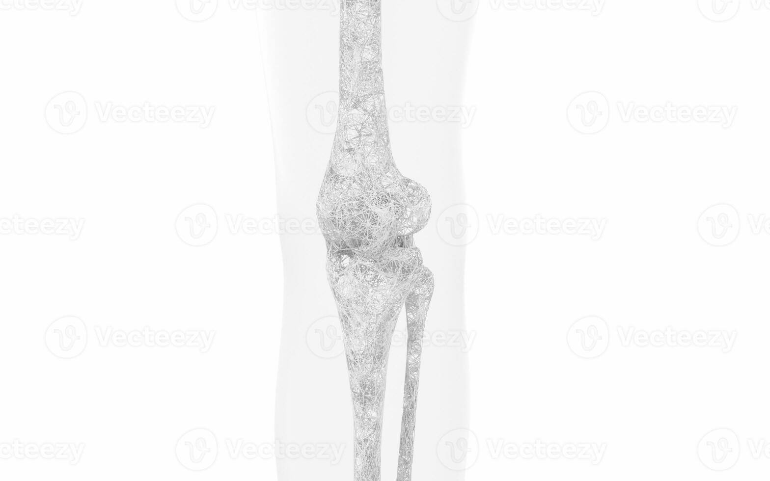 Leg bones and knees, 3d rendering. photo