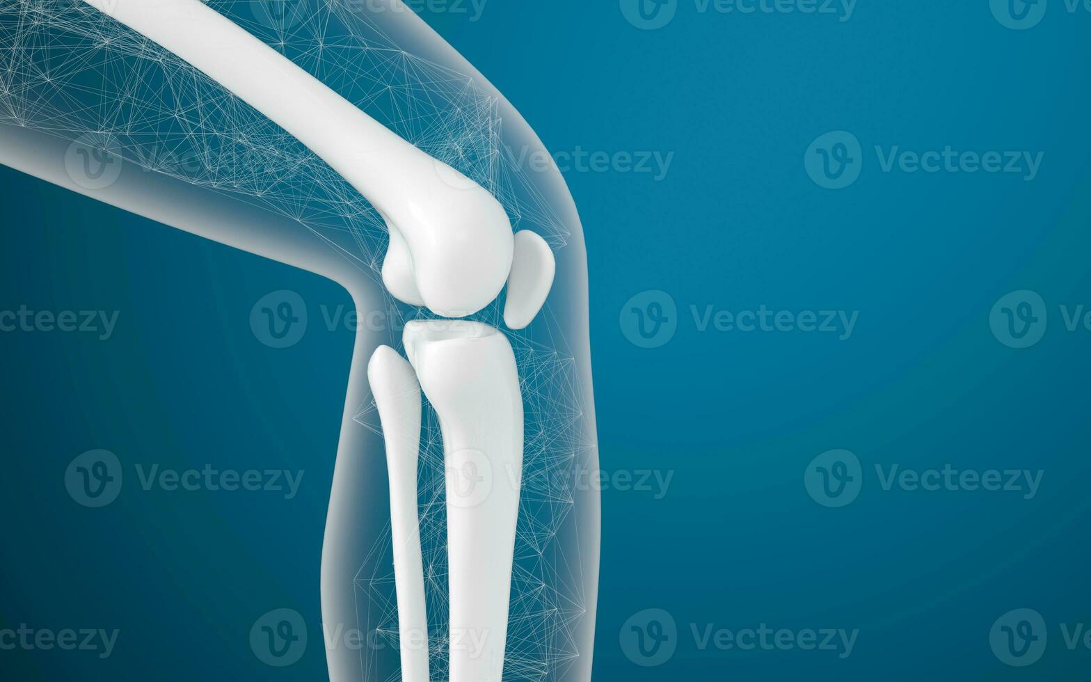 Leg bones and knees, 3d rendering. photo
