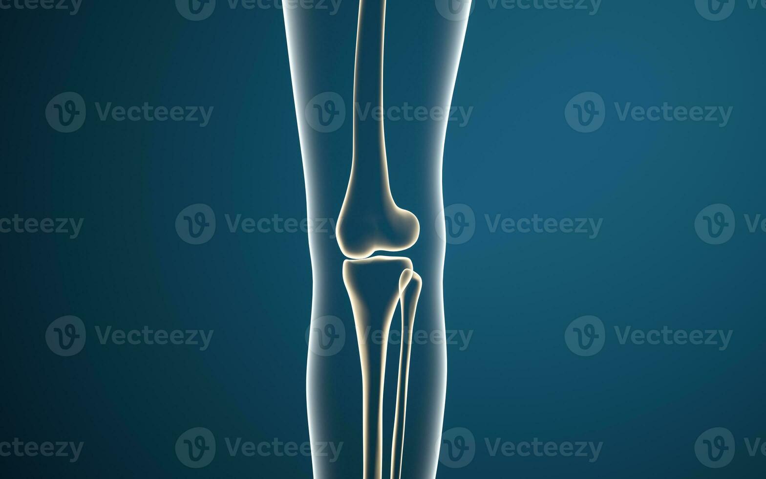 Leg bones and knees, 3d rendering. photo