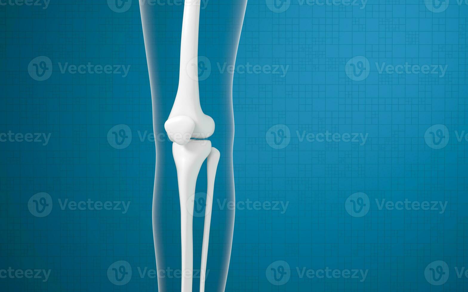 Leg bones and knees, 3d rendering. photo