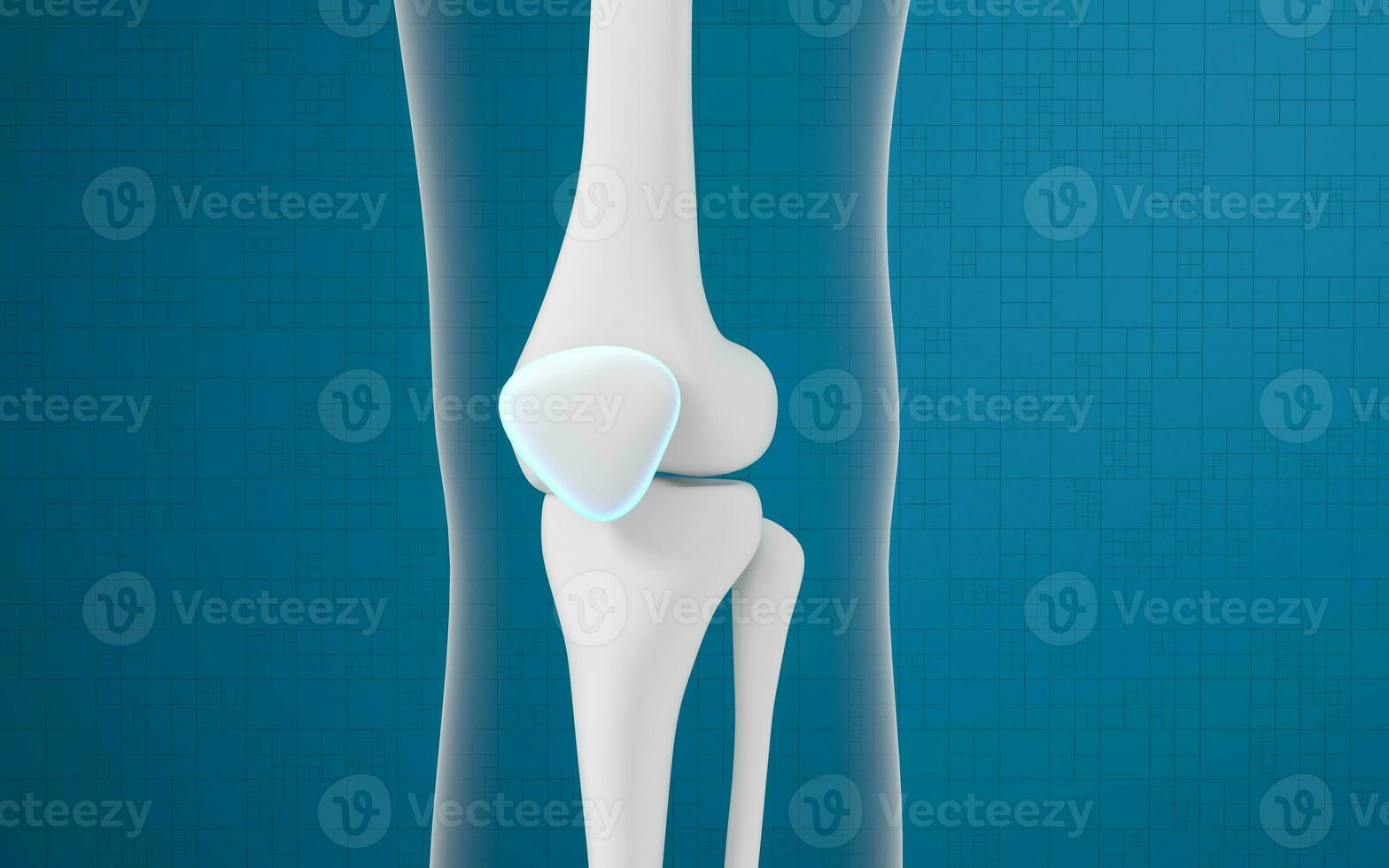 Leg bones and knees, 3d rendering. photo