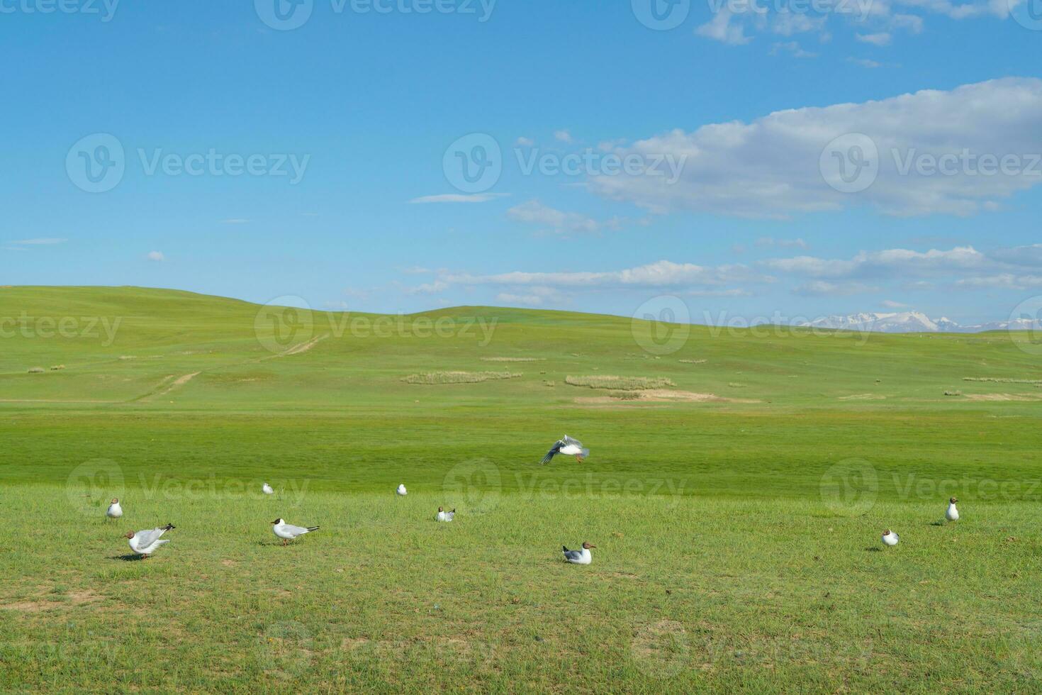 Grassland and birds with blue sky. Photo in Bayinbuluke Grassland in Xinjiang, China.