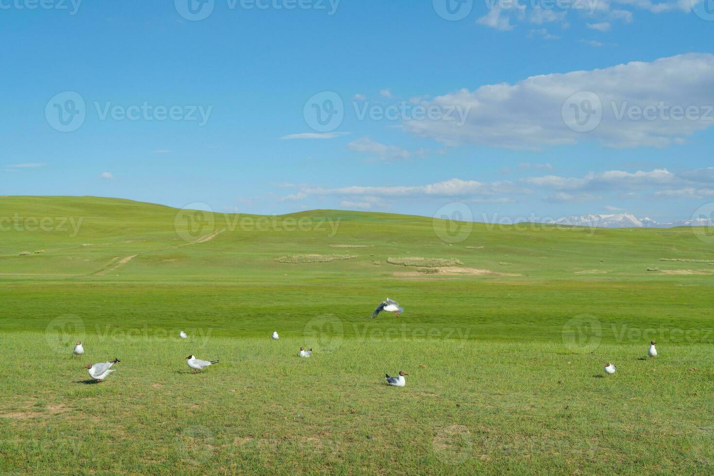 pradera y aves con azul cielo. foto en bayinbuluke pradera en Xinjiang, porcelana.