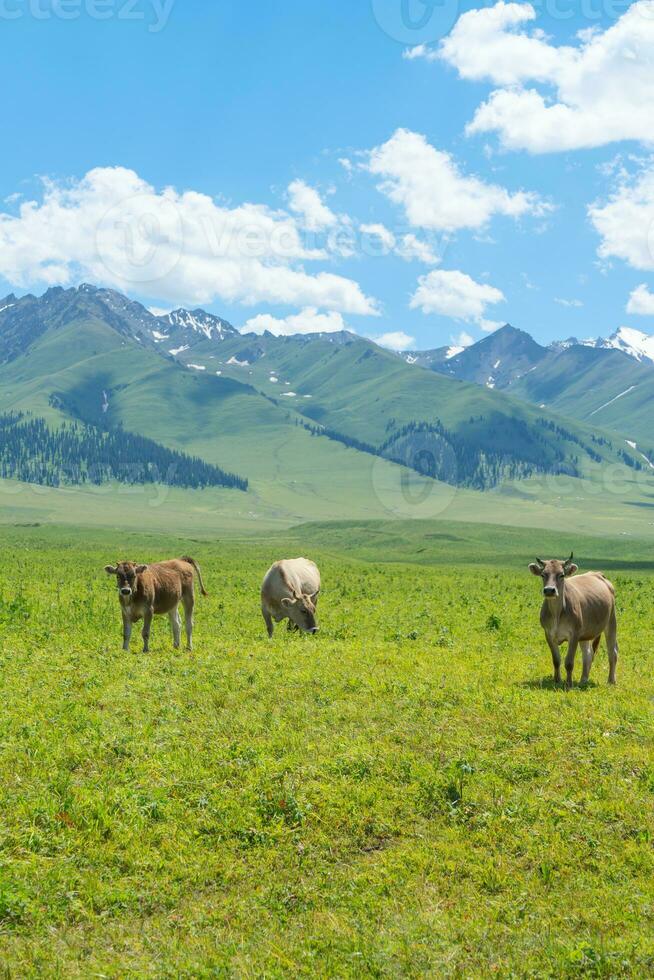 Grassland and bulls under the blue sky. photo