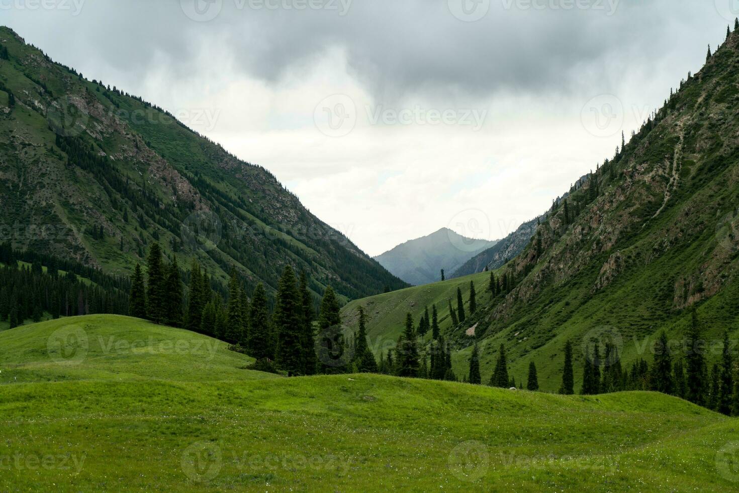 Trees and mountains with white clouds. photo