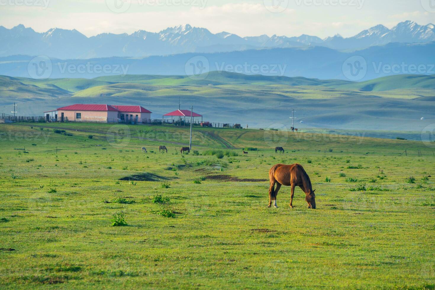 Grassland and Horses in the sun. photo